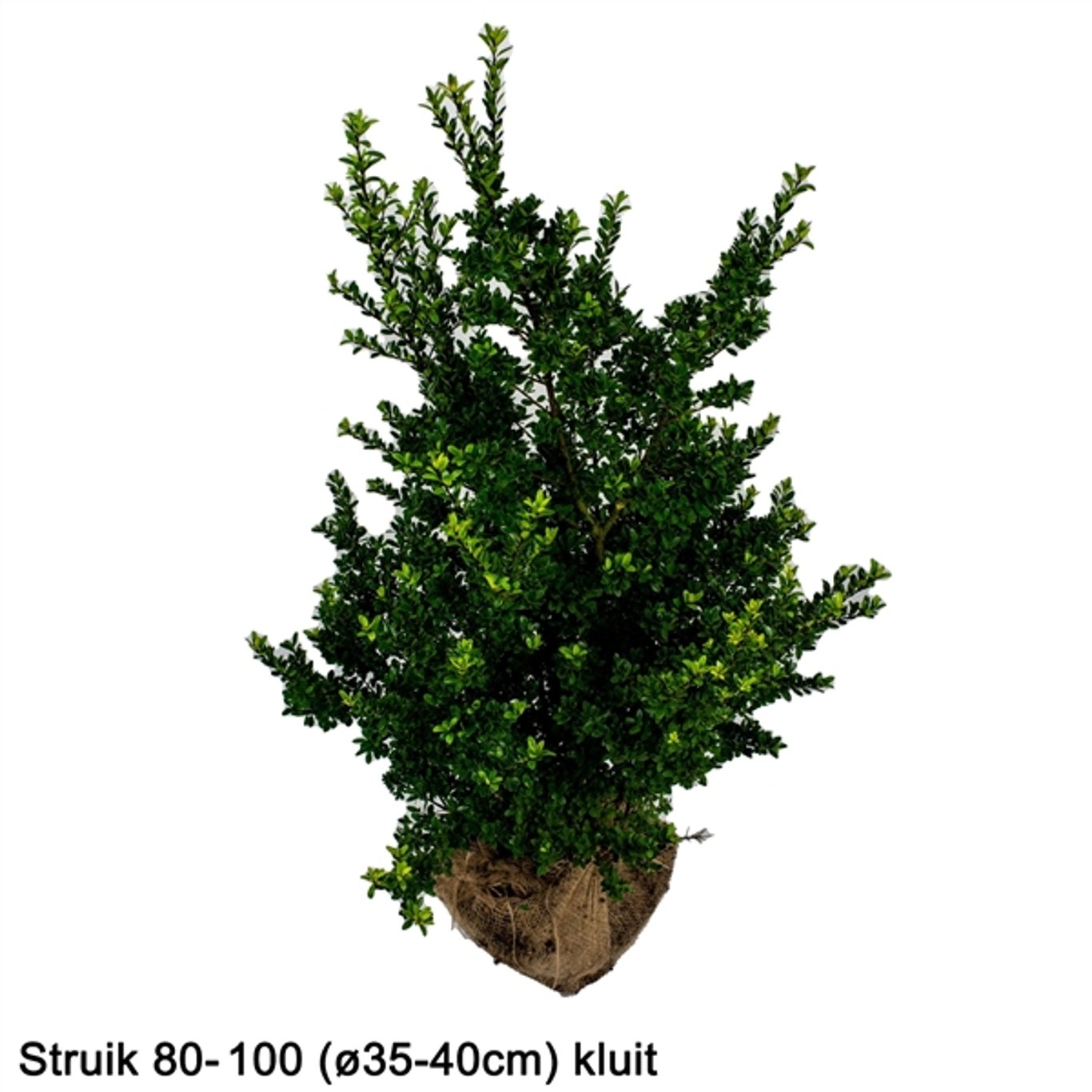 Ilex crenata 'Dark Green'® - 80-100 CM RB